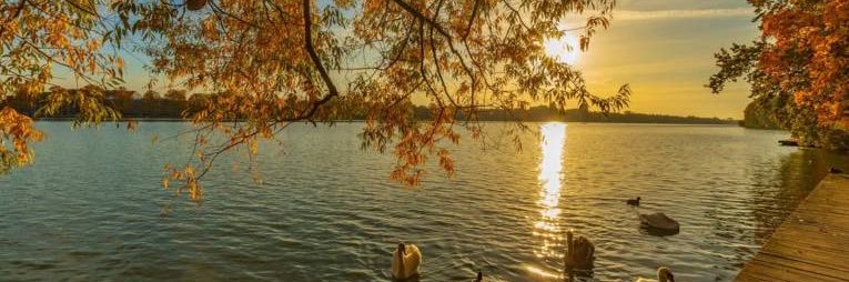 Sofia Sofi 🌾's banner