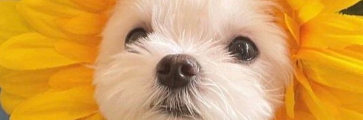Perrito Traumado's banner