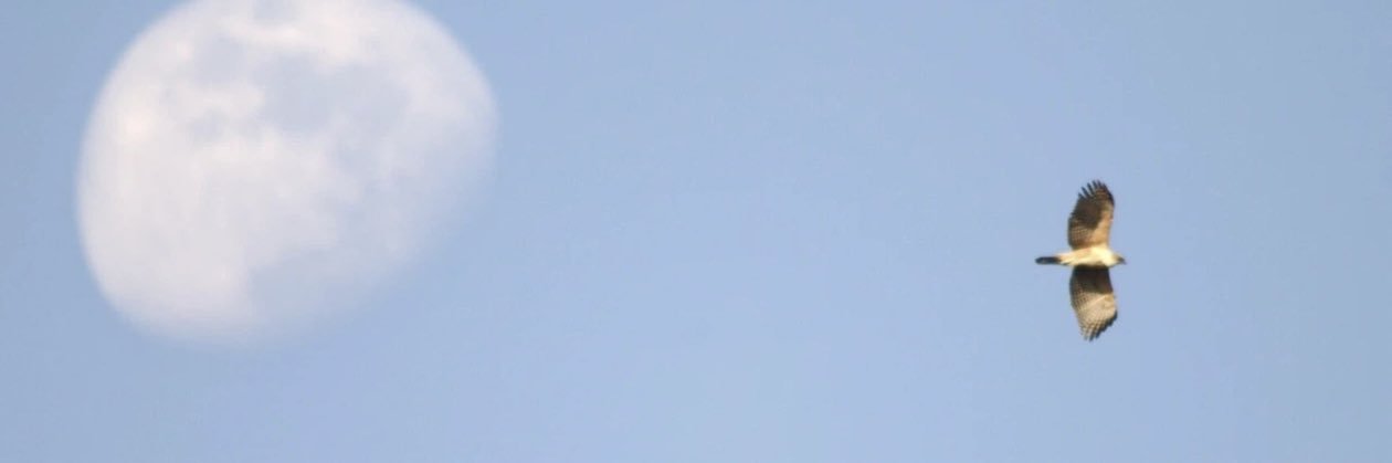 高知有志医師の会's banner