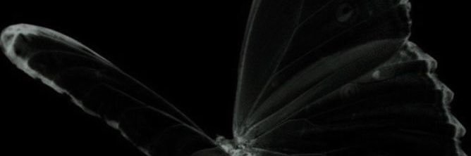 p's banner