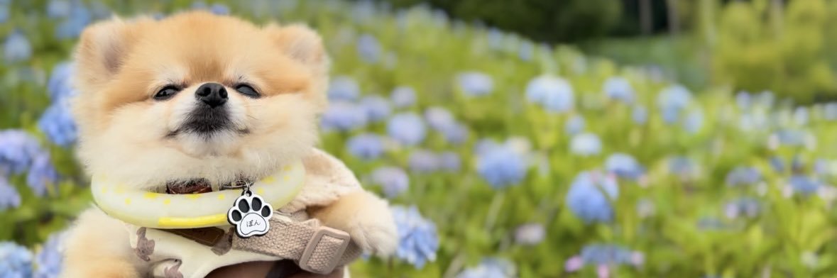 ぽんちゃん's banner
