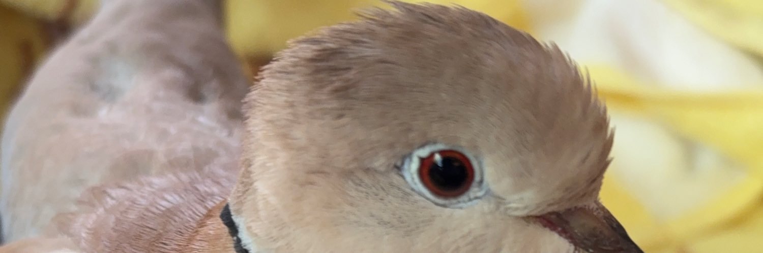 トリスキーイス's banner