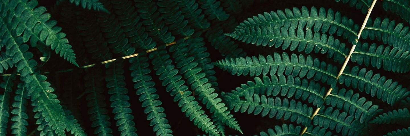 🪻Люпин's banner