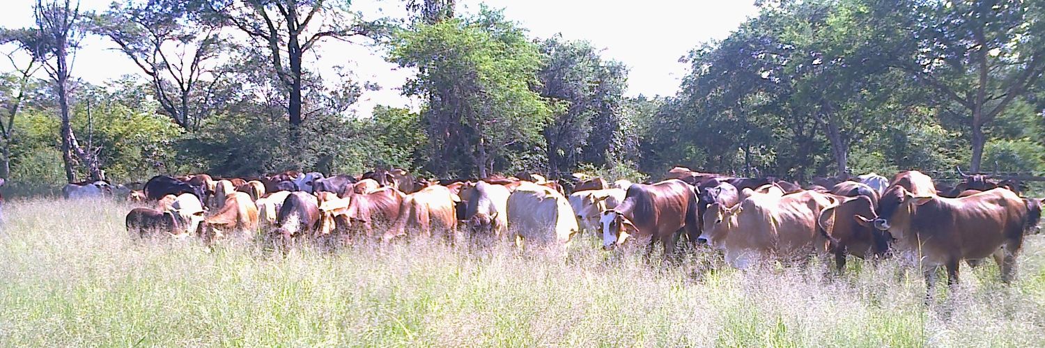 Davis Cattle Company's banner
