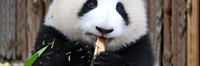Tonycub65's banner