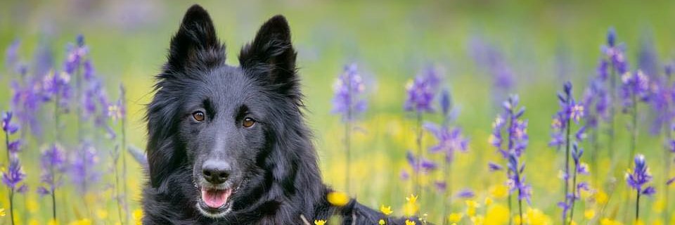 American Kennel Club's banner