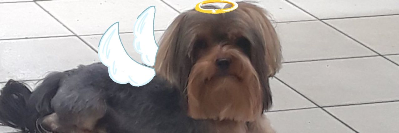 SPRINGNAP's banner