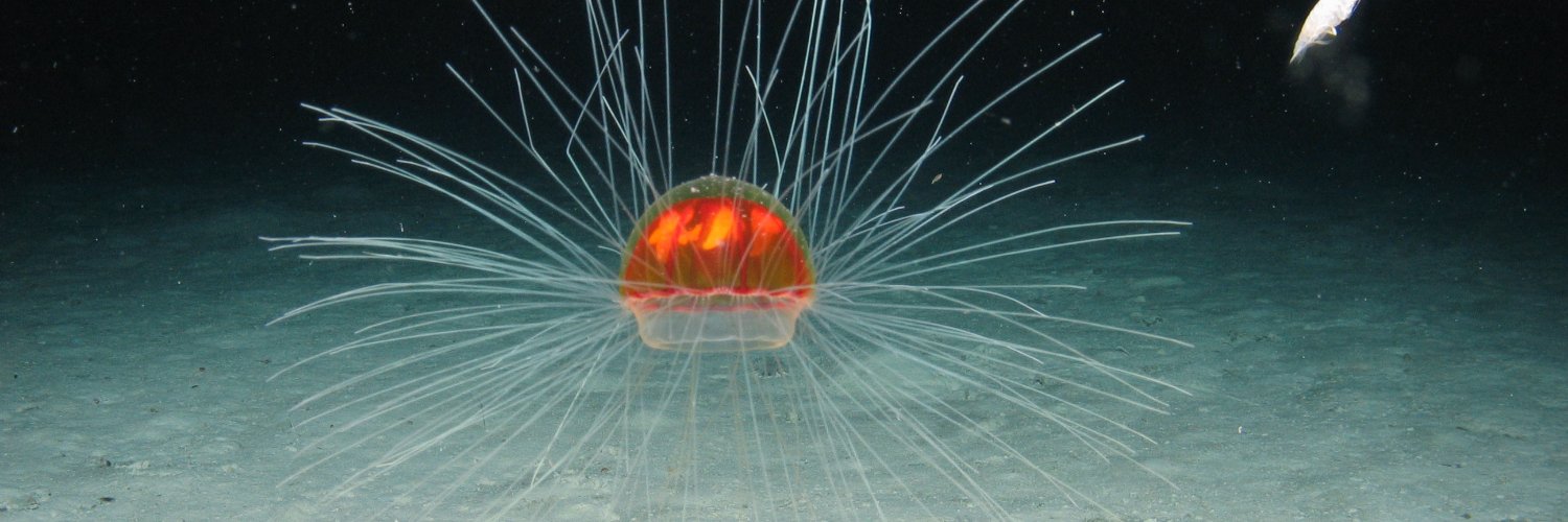Deep Sea Research Centre's banner