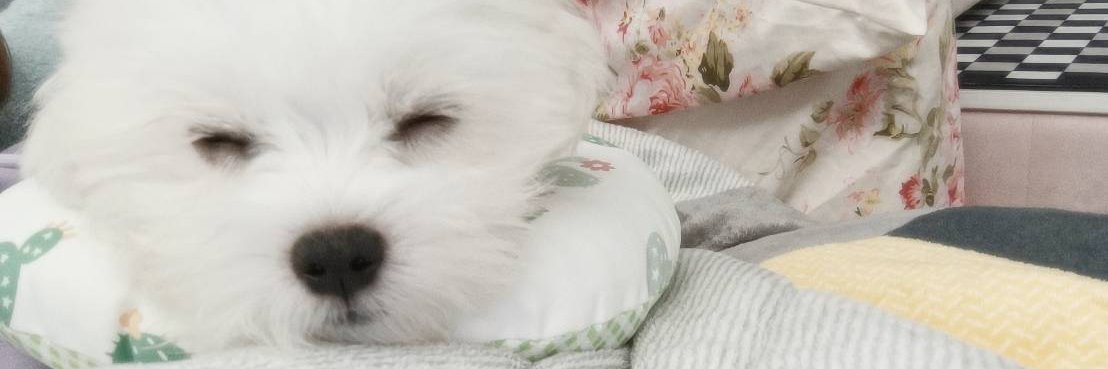 一米六的小姐姐💗's banner