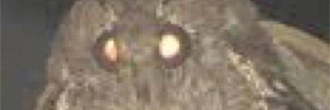 chocomoth.bsky.social's banner