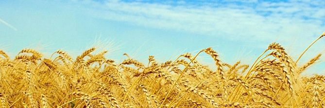 Гау-гаубиця's banner