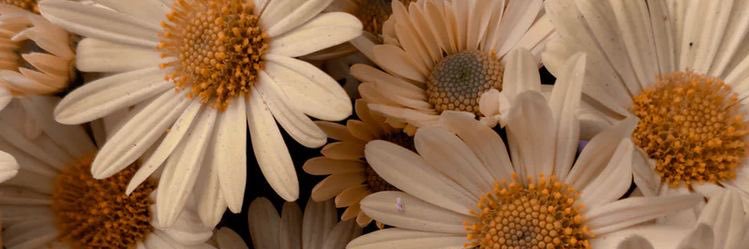 Daisy Saint Claire's banner
