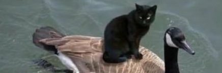cats being weird little guys 👅's banner