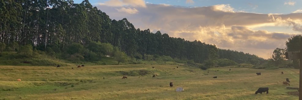 Honey Wild's banner