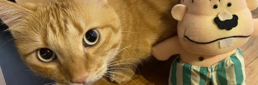 鮭とば猫's banner