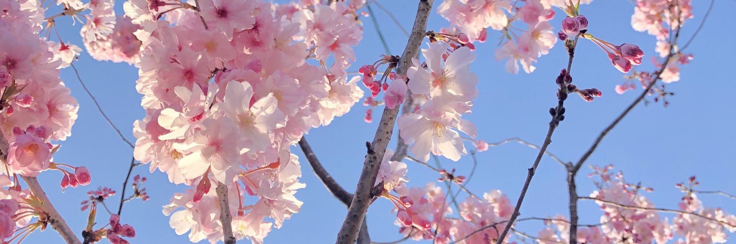 桜🌸's banner