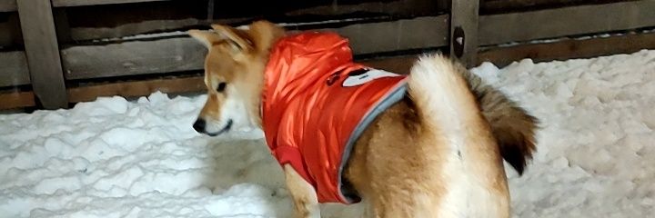 柴犬　蘭's banner