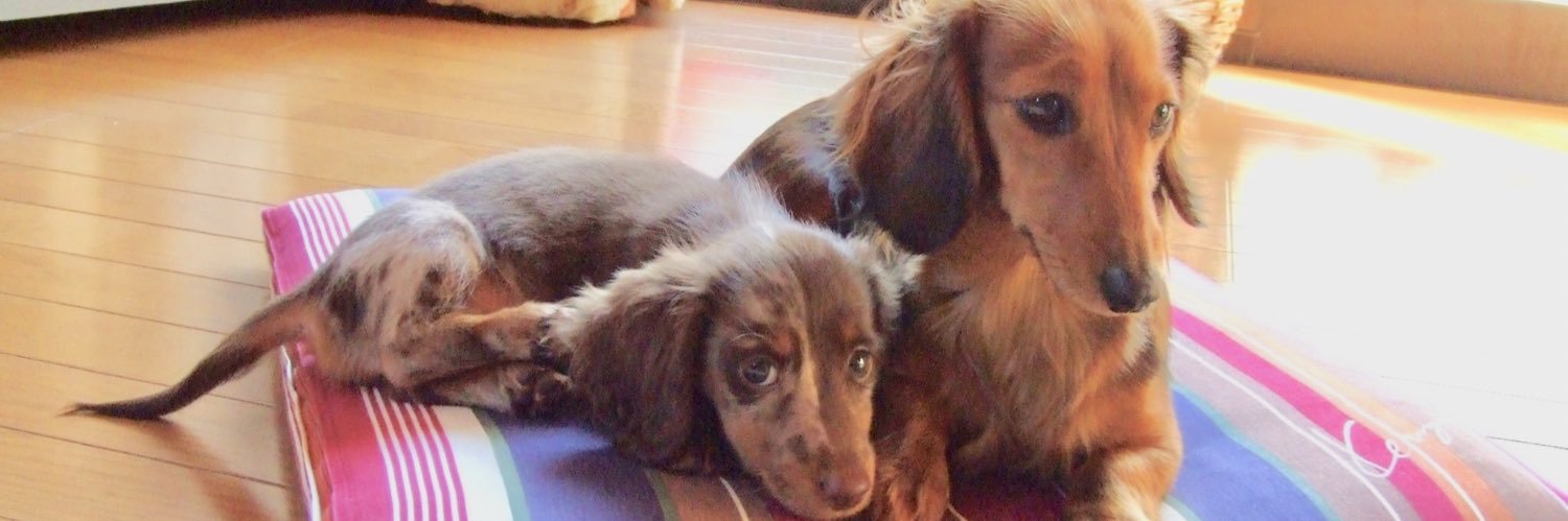 Kanoa.2005(🐶ダックス専門犬舎)'s banner