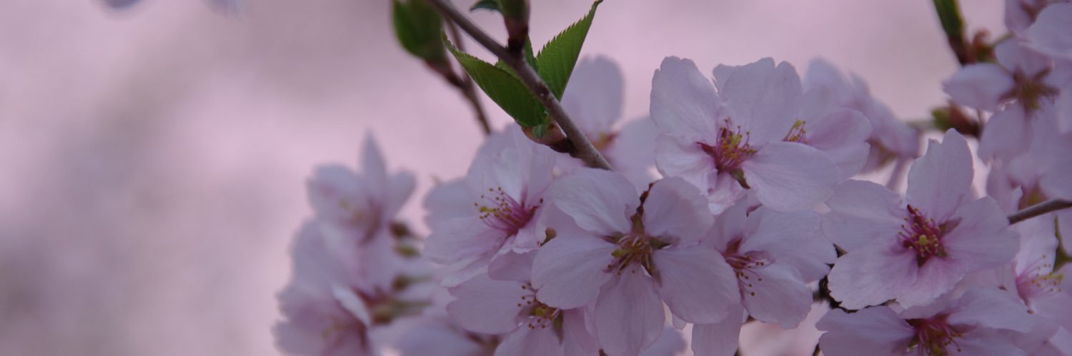 結月 花's banner