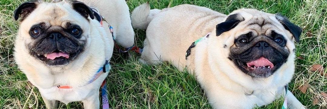 Pug Lover's banner
