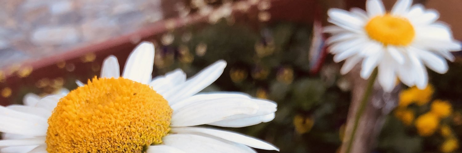 Gaye Zayıf 🇹🇷's banner