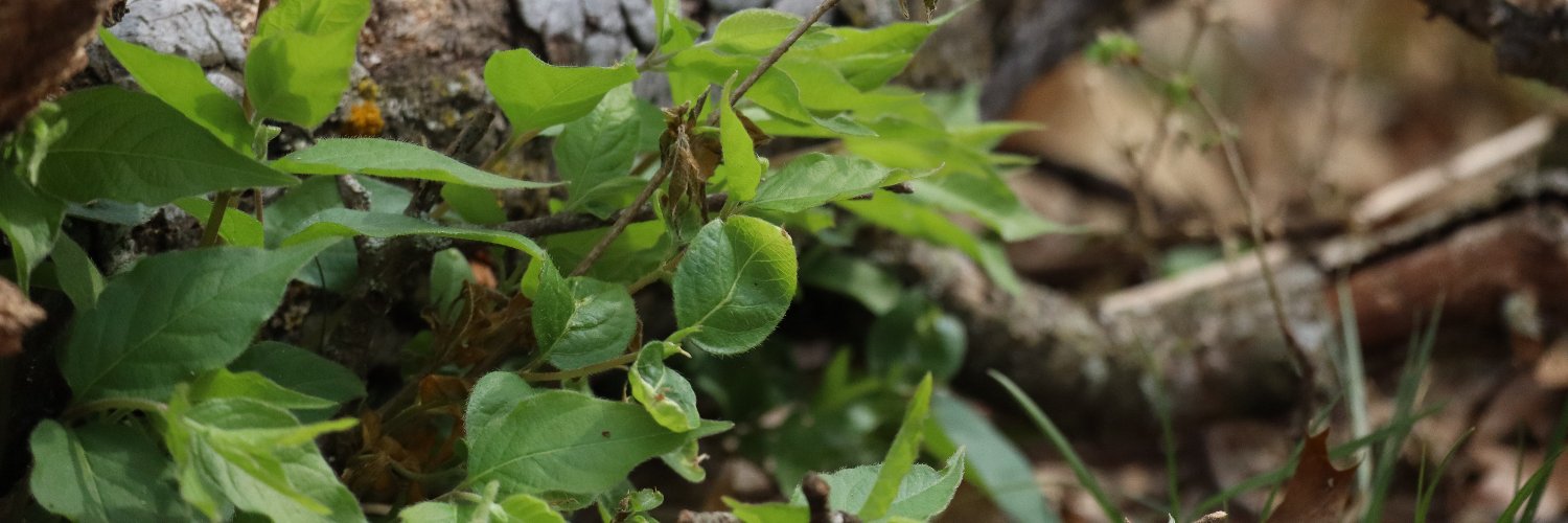 crispytwig's banner