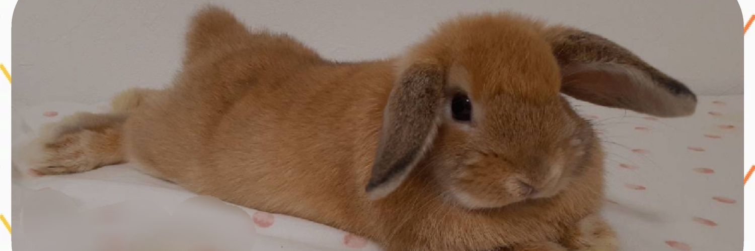 くーたん🐰's banner