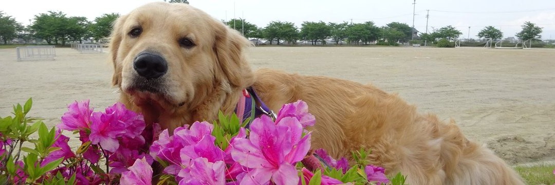 さまのすけ(犬・読書・アメフト時々ランニング)'s banner