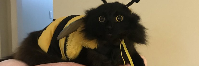 Bee 🐝's banner