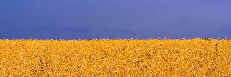 Anastasiya Paraskevova's banner