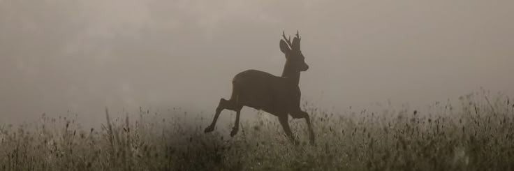 Jenna 🦌's banner