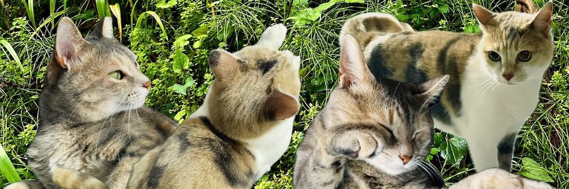 きな🐈あん🐈‍⬛あんず🐈‍⬛の日常🐾's banner
