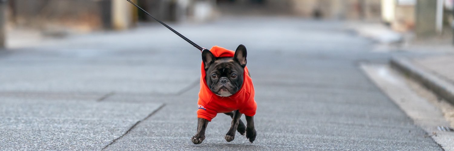 ほたる｜French Bulldog🐾's banner