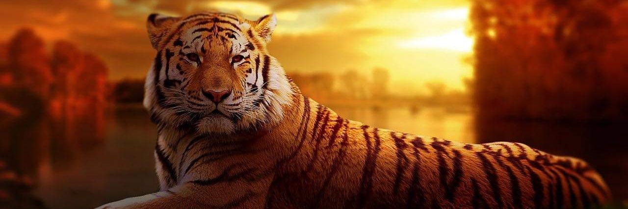 Tiger​big's banner