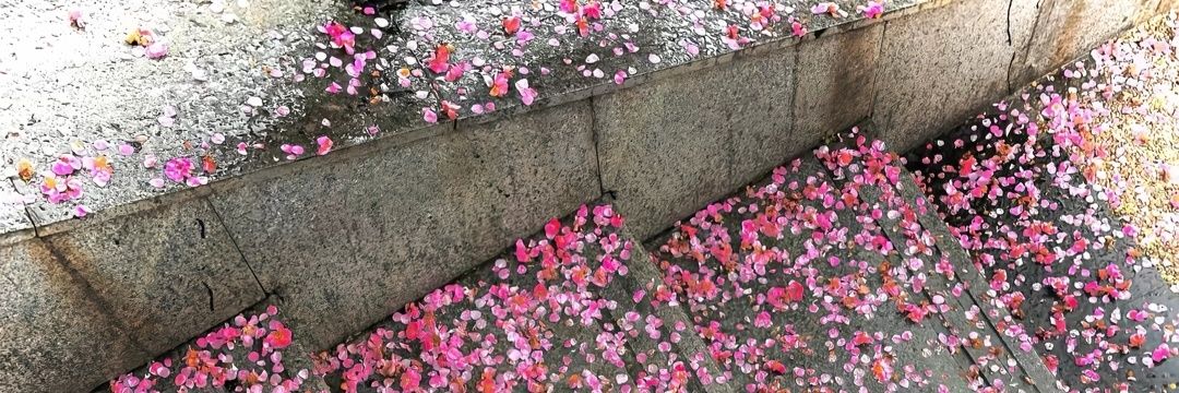 烦的菜's banner