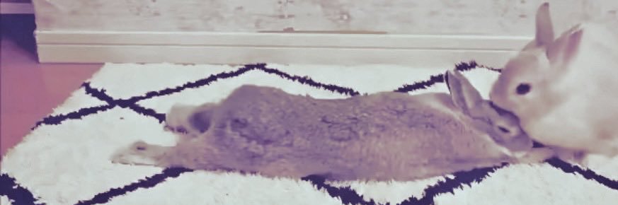 ᓚᘏᗢ Vee's banner