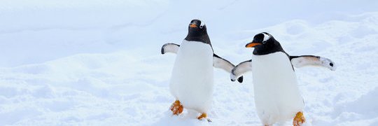 ペンギン小僧's banner