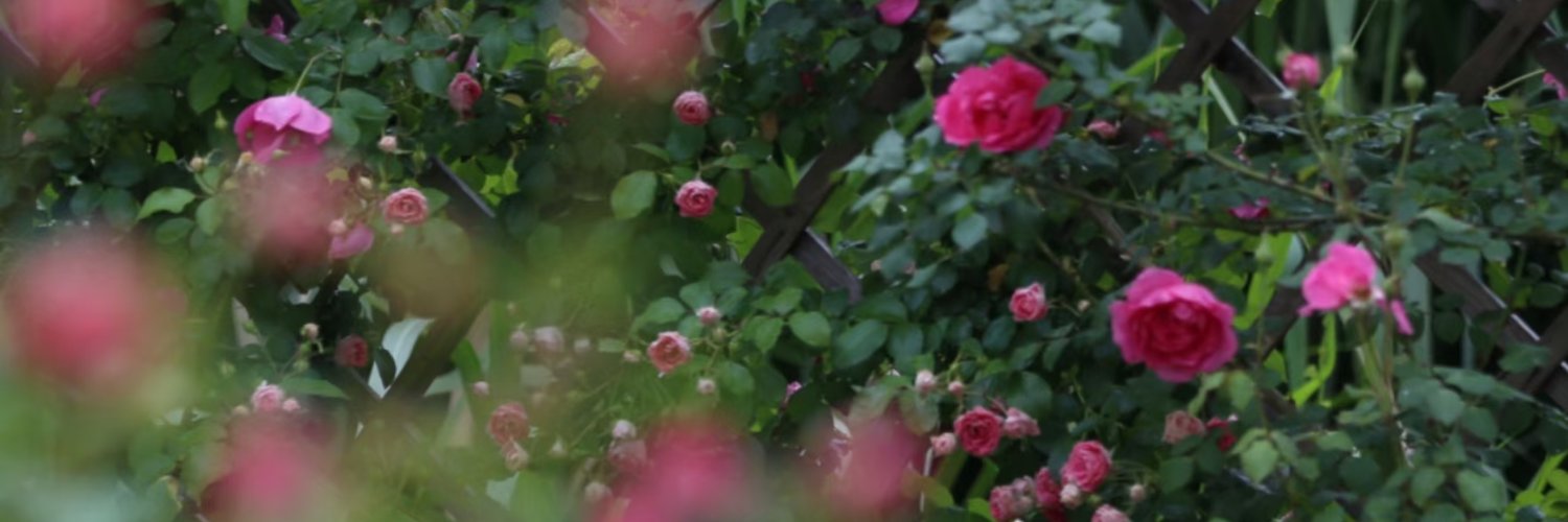 汤圆儿（有关必回）'s banner