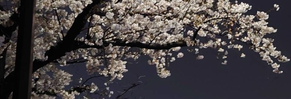 𝓣𝓸𝓪𝓷𝓷𝓮 ღˇ◡ˇ)'s banner