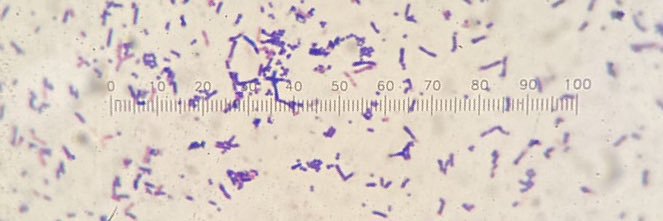 Oligodek67-MUMT71🔬🦕's banner