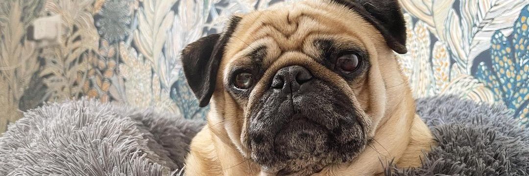 Ellie Pug's banner