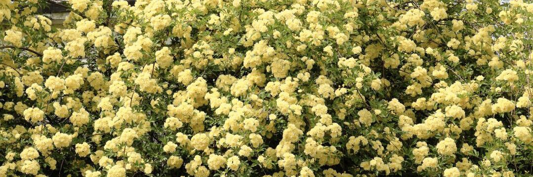🌻's banner