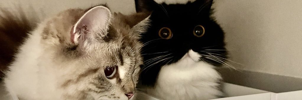 魚介系サイベリアン🐟🐾's banner