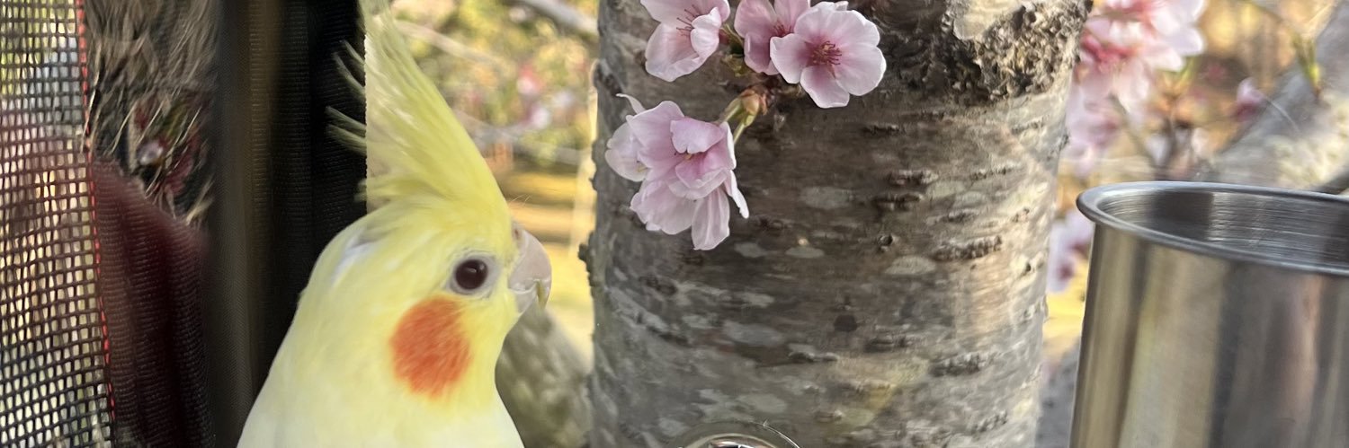 ベニちゃ🐥's banner