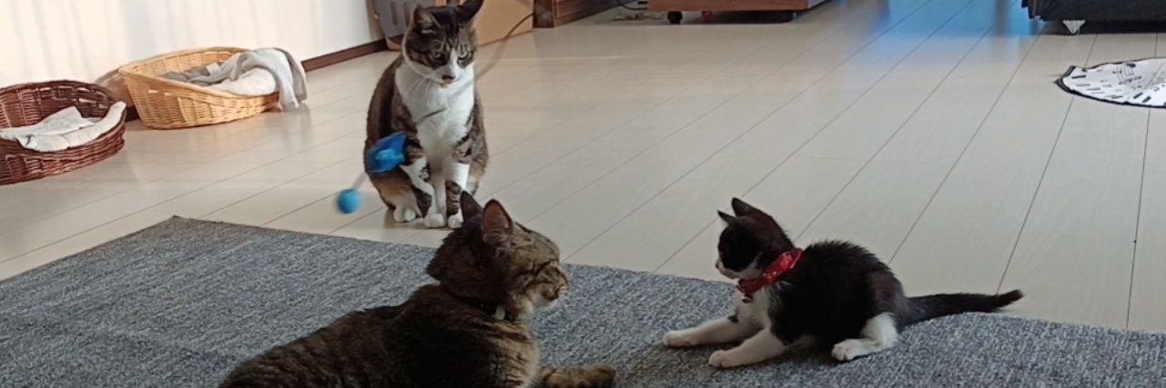 うち猫's banner