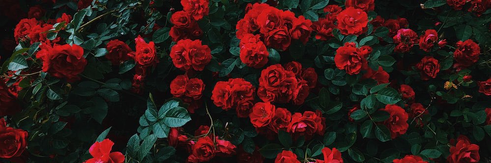𝐒𝐞𝐱𝐩𝐥𝐨𝐫𝐢𝐧𝐠𝐏𝐍𝐖🌲's banner