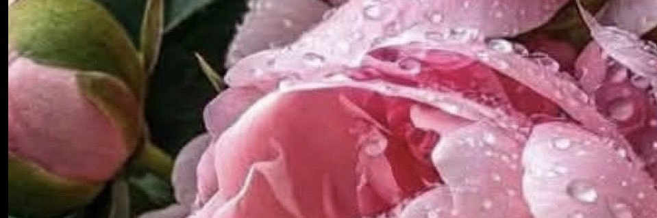 Соня 🌸🇺🇦's banner