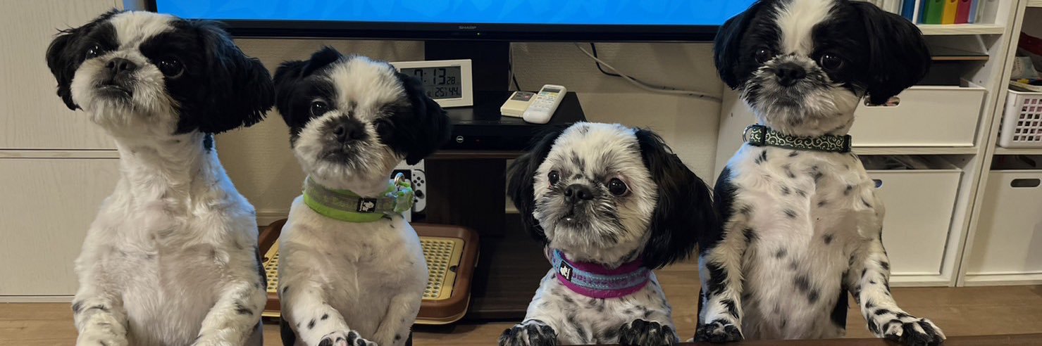 Shiiii tzu's banner