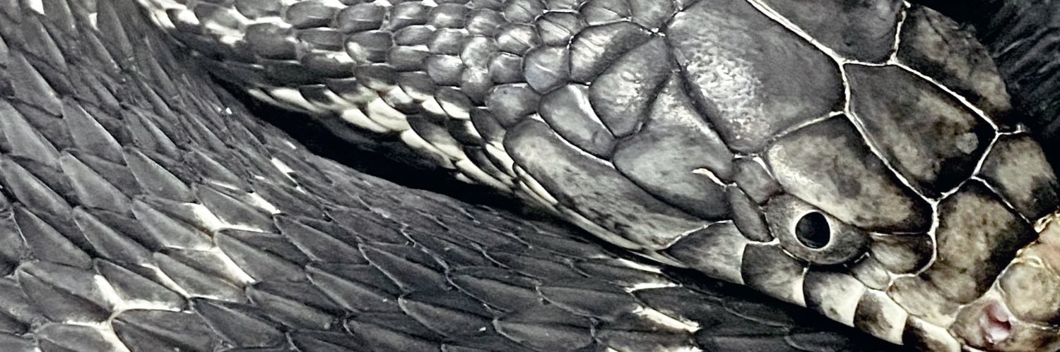 K𓆗's banner