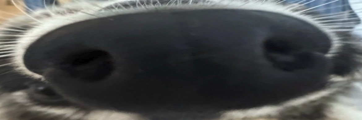 Steve's banner